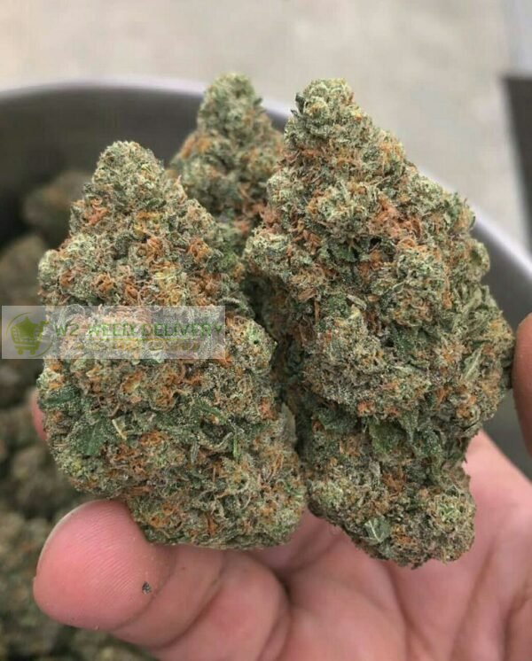 Order XJ-13 strain