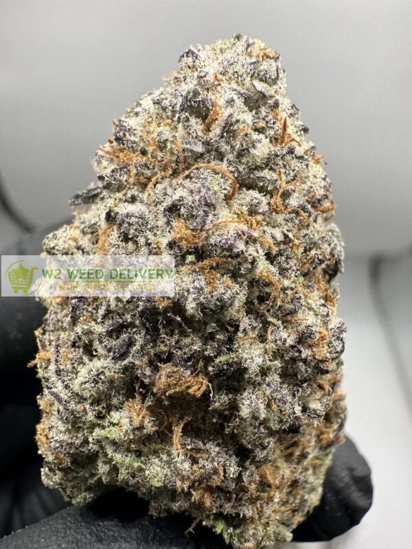 buy sour cheese weed online