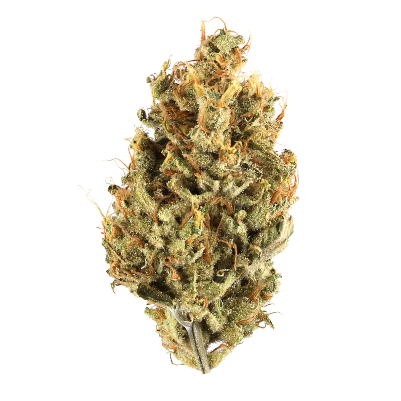 strain-5-1 Buy g13 strain