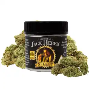 Jack Herer