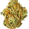 Looking to Buy UK Cheese Strain? Discover the best UK Cheese cannabis flower for sale online. Read our UK Cheese strain effects and review, explore our UK Cheese Strain prices and purchase guide, and find reliable UK Cheese Strain delivery options right here.