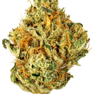 Looking to Buy UK Cheese Strain? Discover the best UK Cheese cannabis flower for sale online. Read our UK Cheese strain effects and review, explore our UK Cheese Strain prices and purchase guide, and find reliable UK Cheese Strain delivery options right here.