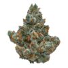 Looking to Buy Area 41 Strain online? Our Area 41 cannabis strain online store offers high quality Area 41 Strain for sale. Get affordable Area 41 Strain online with shipping today!