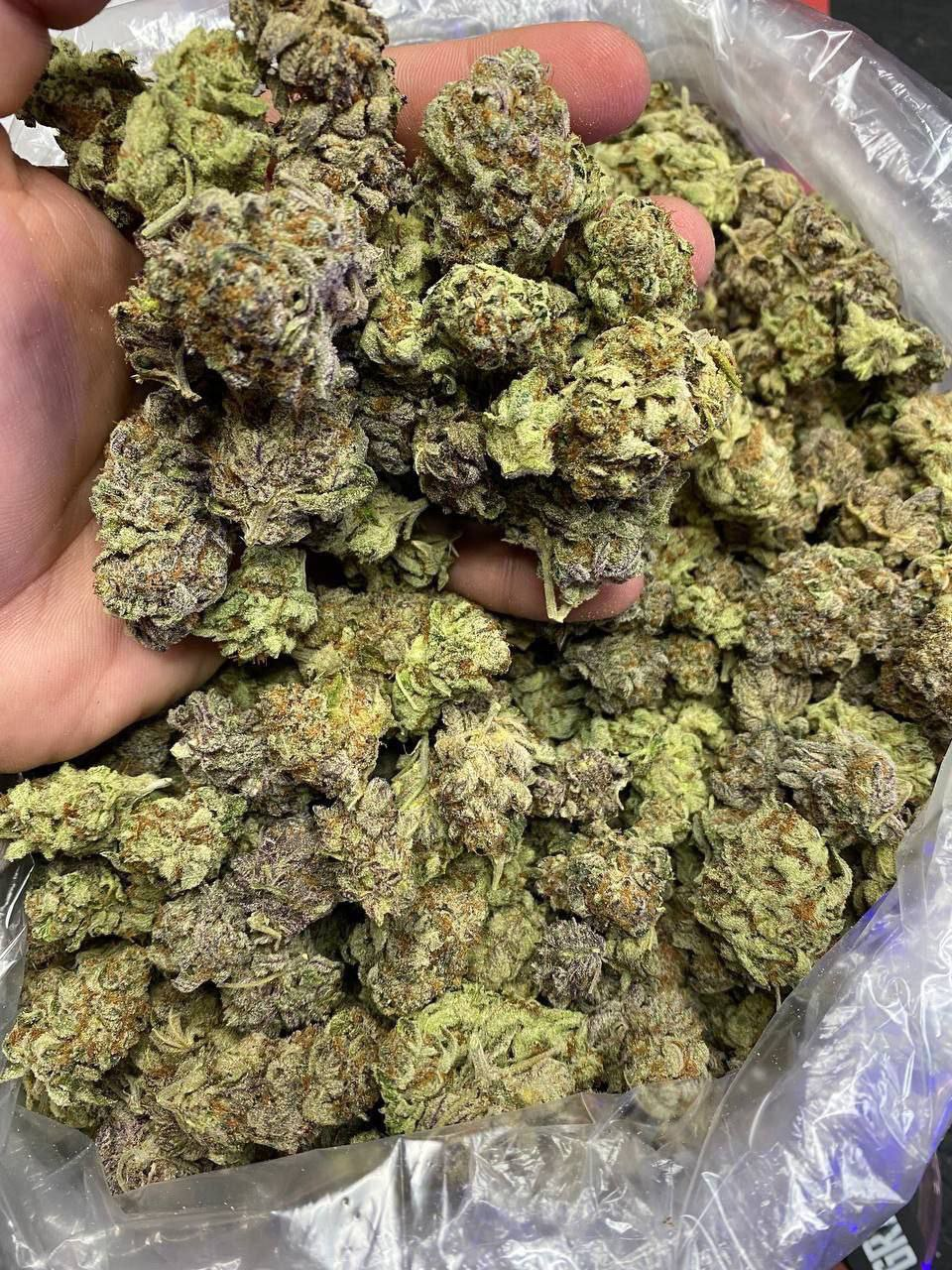 Girl Scout Cookies Strain